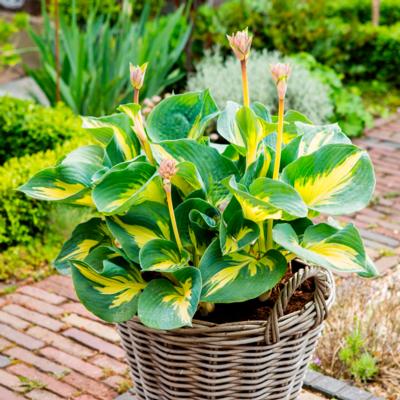 Hosta 'Beach Boy'